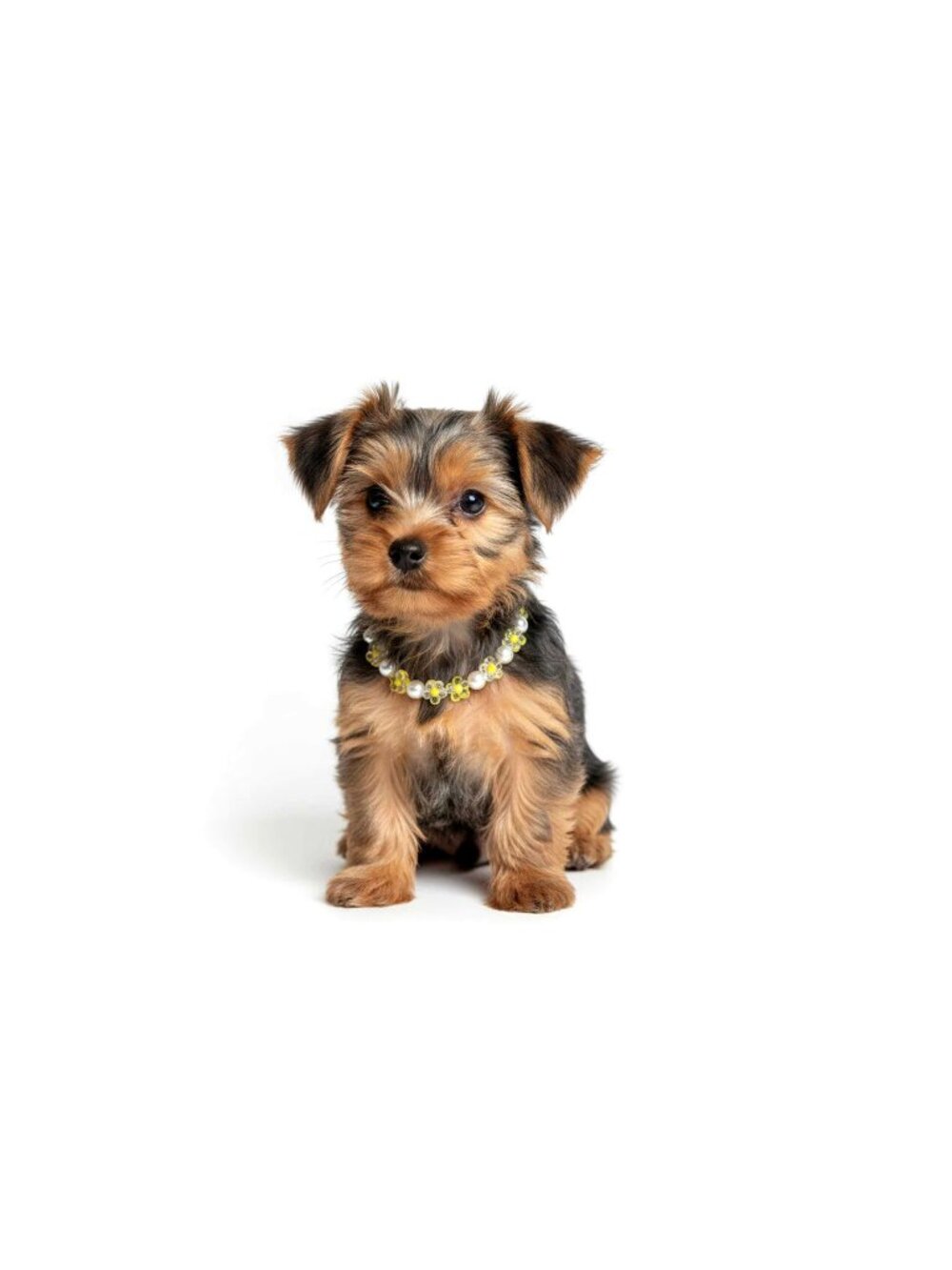 Pearl & Floral Dog Necklace Collar | Small Pet Jewelry
